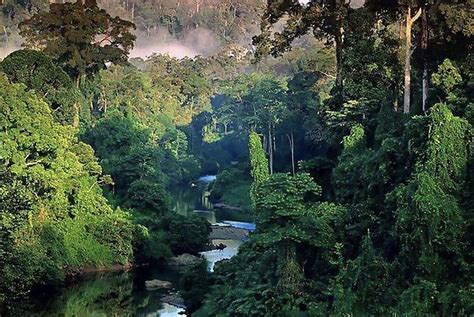 floresta amazonica - nísia floresta